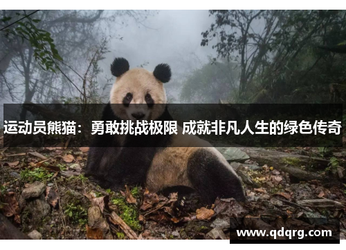 运动员熊猫：勇敢挑战极限 成就非凡人生的绿色传奇